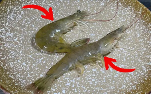 The big difference between “straight shrimp” and “curved shrimp”