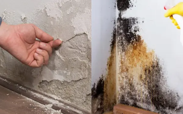 Tr.ea.ting black mold and peeling stains