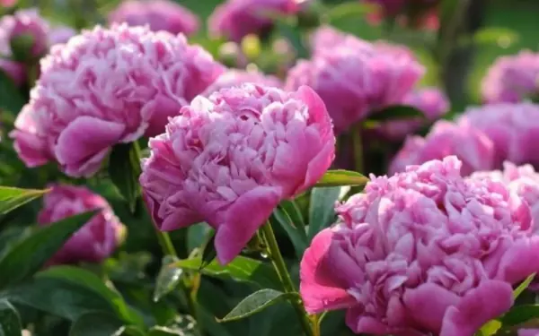 Plant these 3 flowers in front of your house to attract wealth and luck