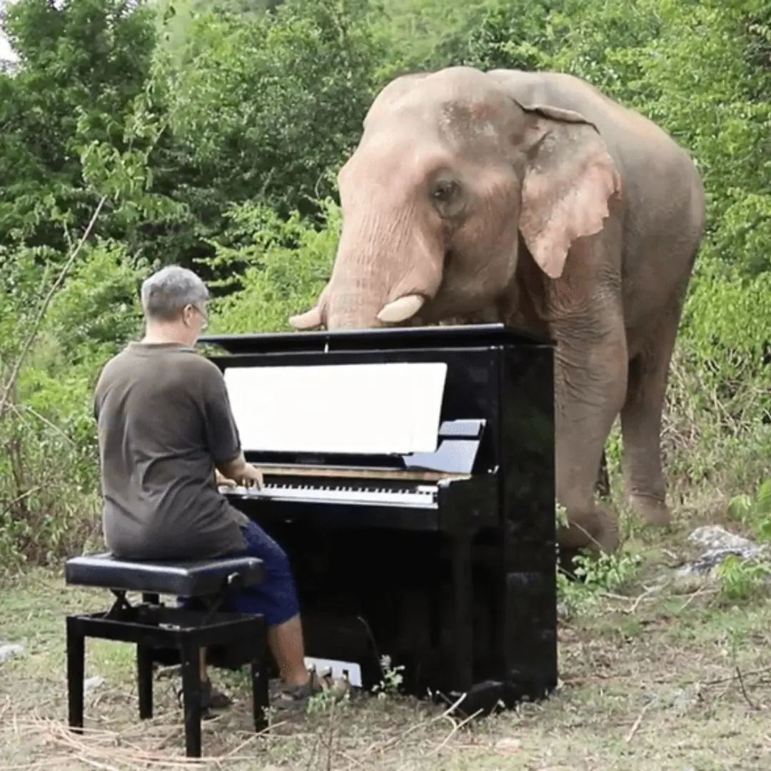 The Elephant and the Musician