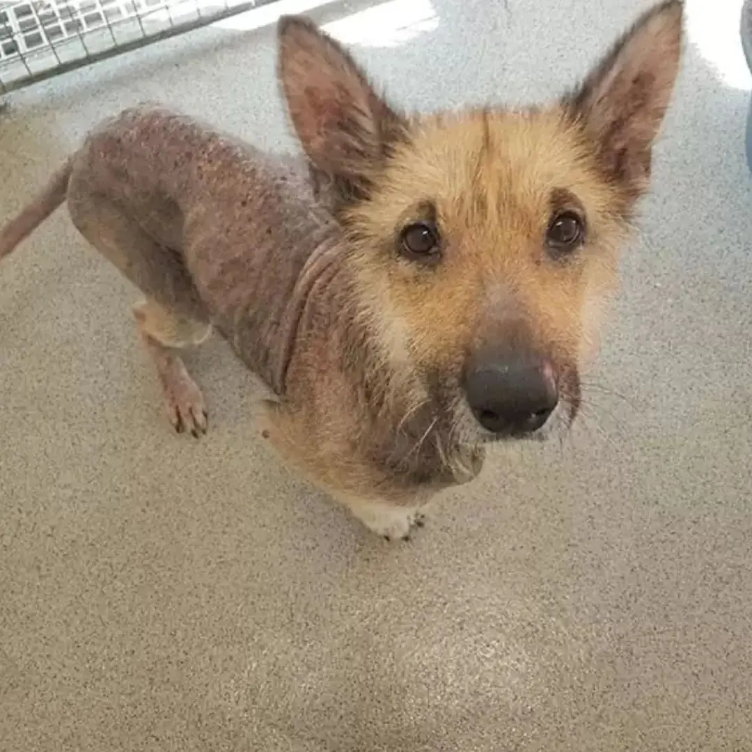 The Dog Who Never Looked Back
