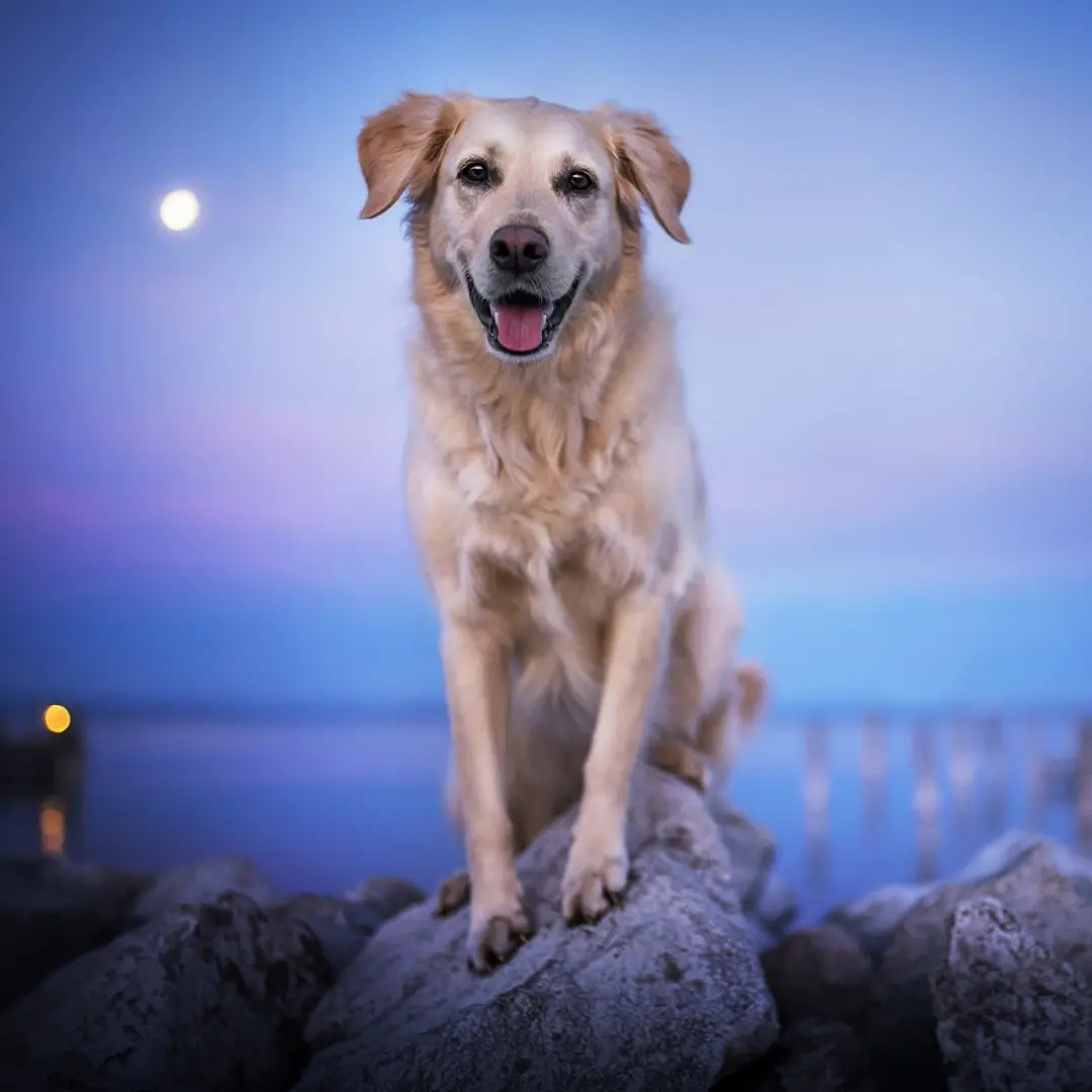 The Lighthouse Keeper’s Dog
