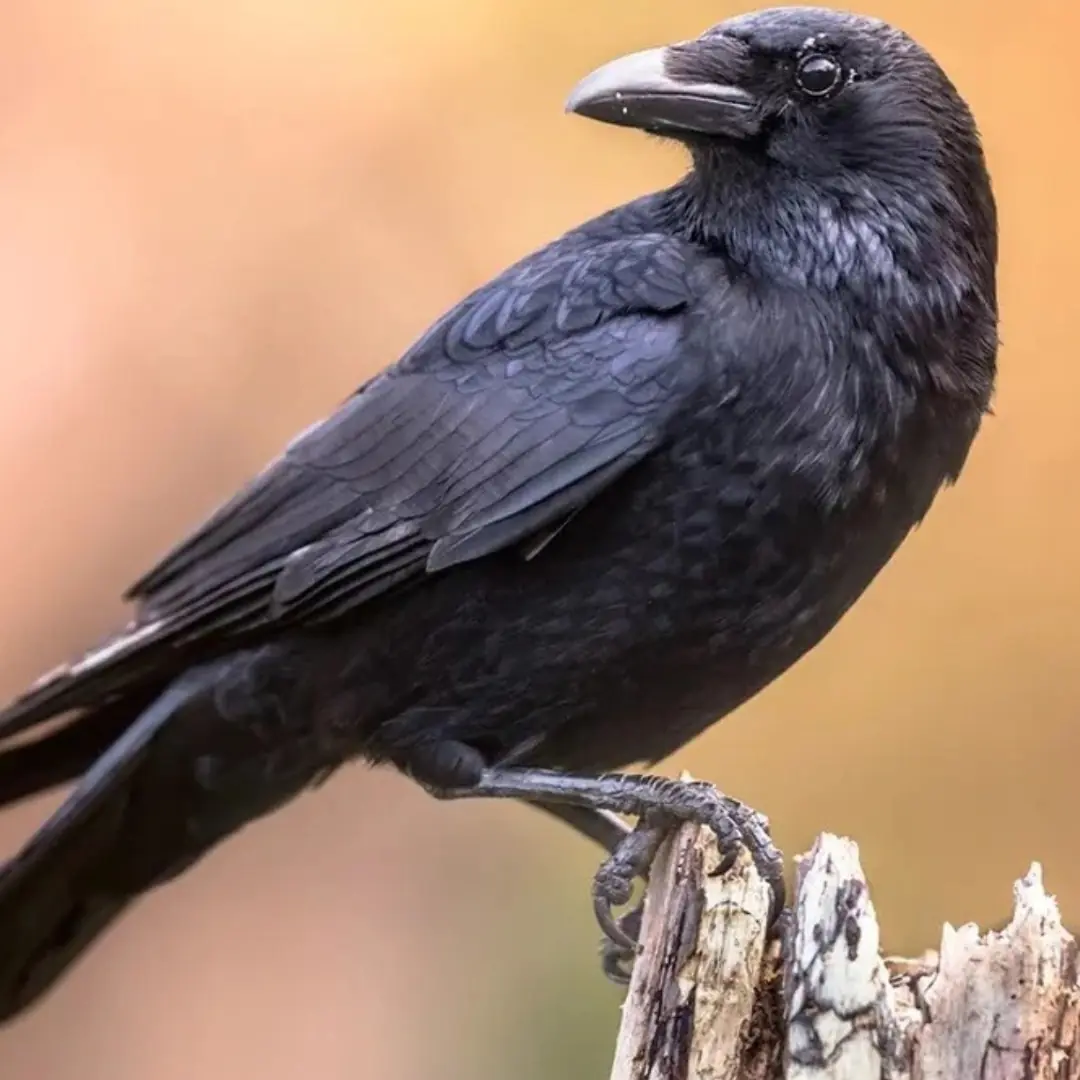 The Crow Who Brought Her Back