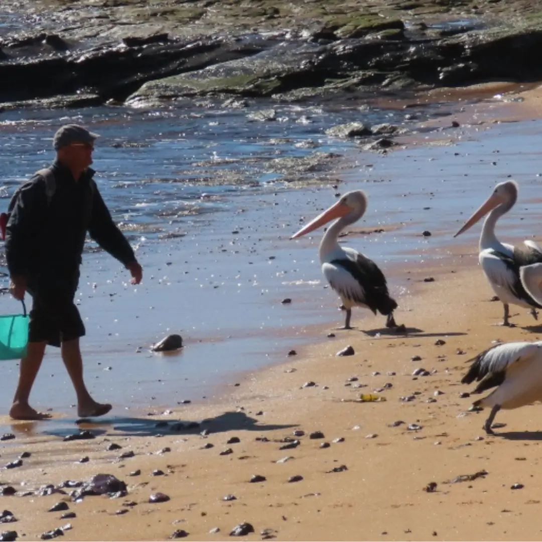 The Fisherman and the Pelican