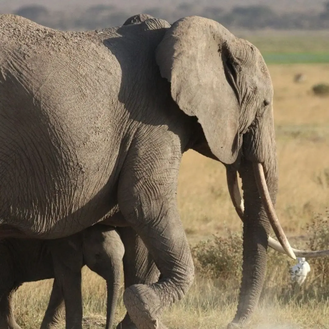 The Elephant’s LetterThe Elephant’s Letter