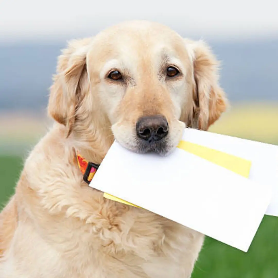 The Dog Who Delivered Letters