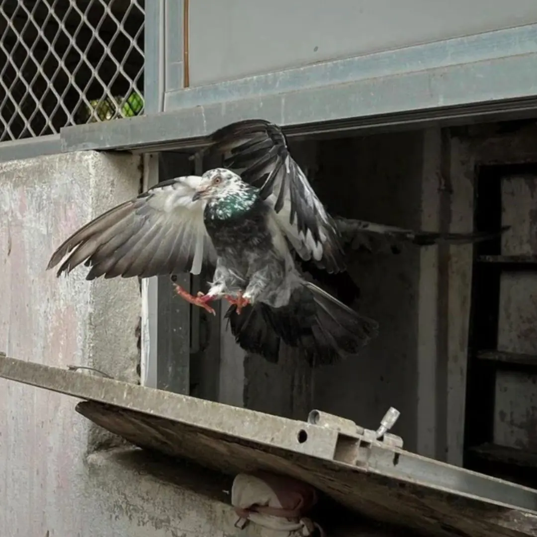 The Last Flight of Kai, the Messenger Pigeon