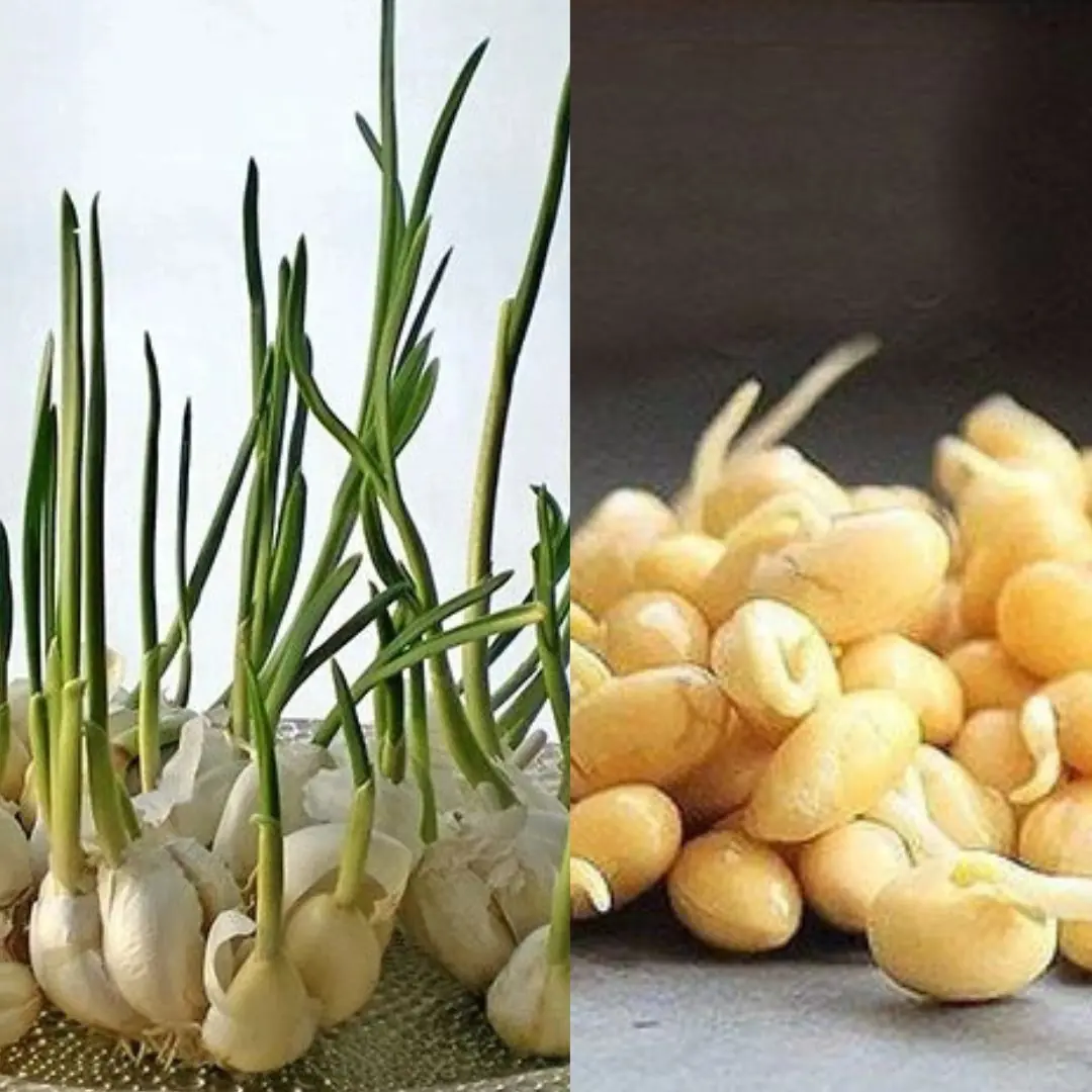 4 alimentos germinados que são “mais preciosos que ouro” e não devem ser jogados fora