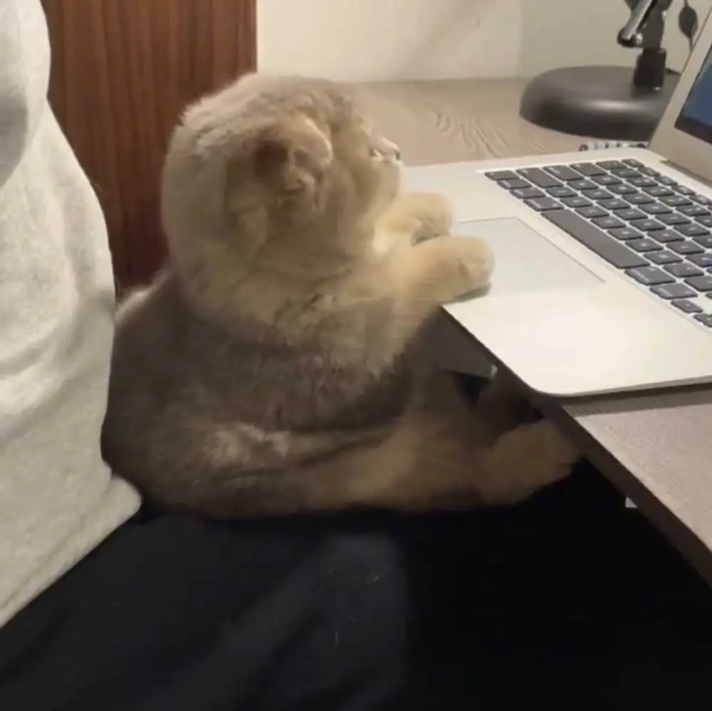 How My Cat Took Over My Zoom Meetings — And The Chaos That Followed