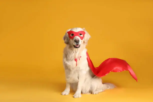 The Hero Dog Who Saved Two Lives In A Single Day