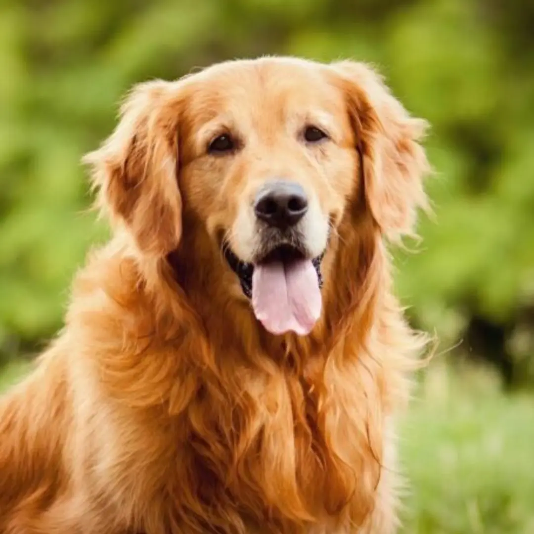 A street dog stole my purse and ran off somewhere: my boyfriend and I rushed after it, and while running after the dog we ended up in a dark alley where we saw something terrible