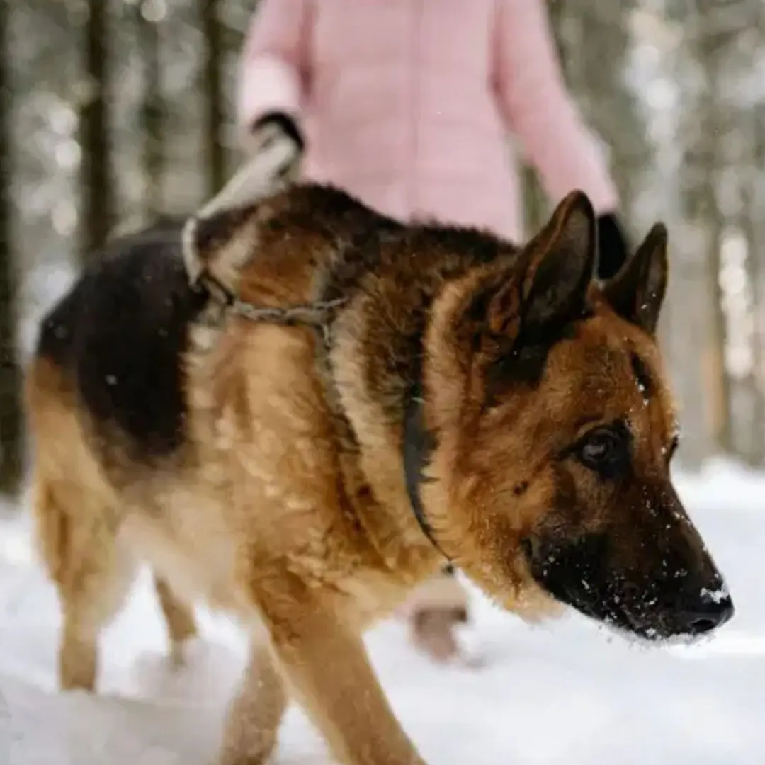 A girl in a wheelchair faced off against the most ferocious dog in the shelter – what happened next stunned everyone