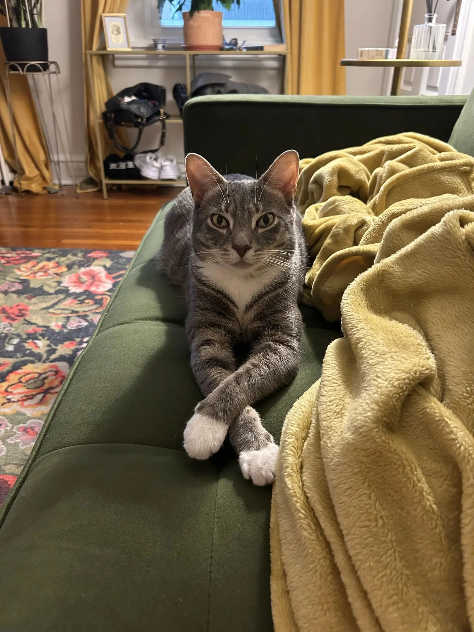 Tell me how you got your cat. I found this gremlin in a McDonald’s dumpster on Thanksgiving