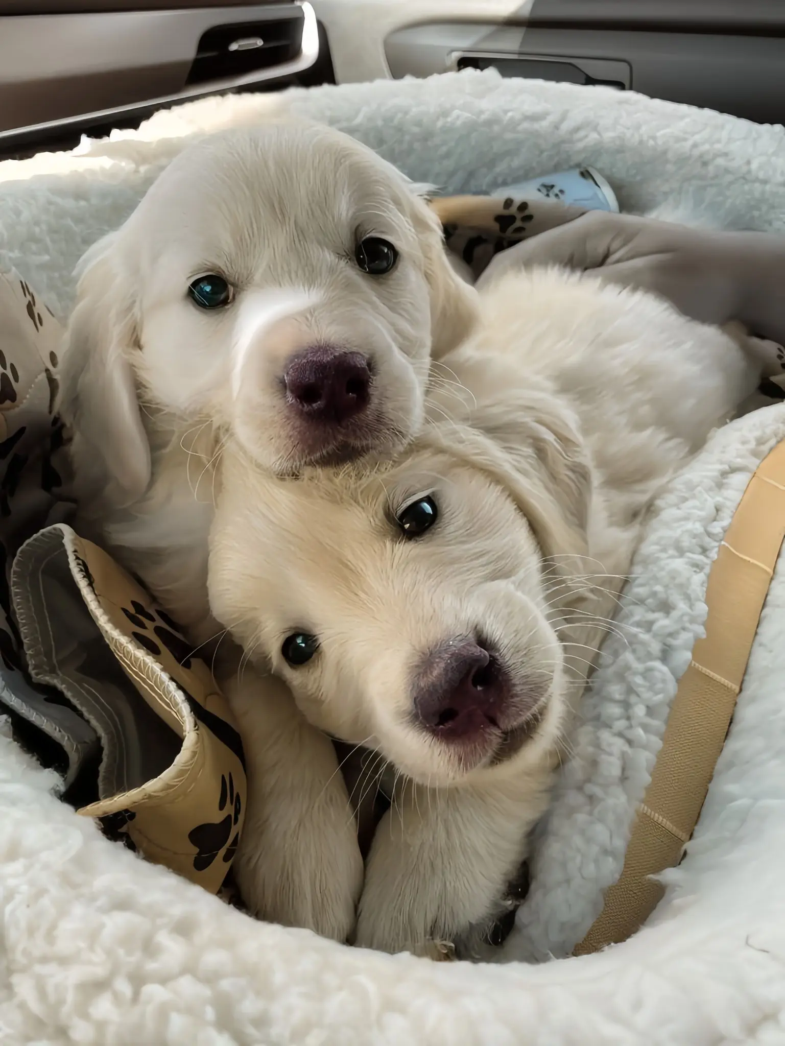 I walked into the shelter with a plan. Just one puppy. One leash. One life changed.