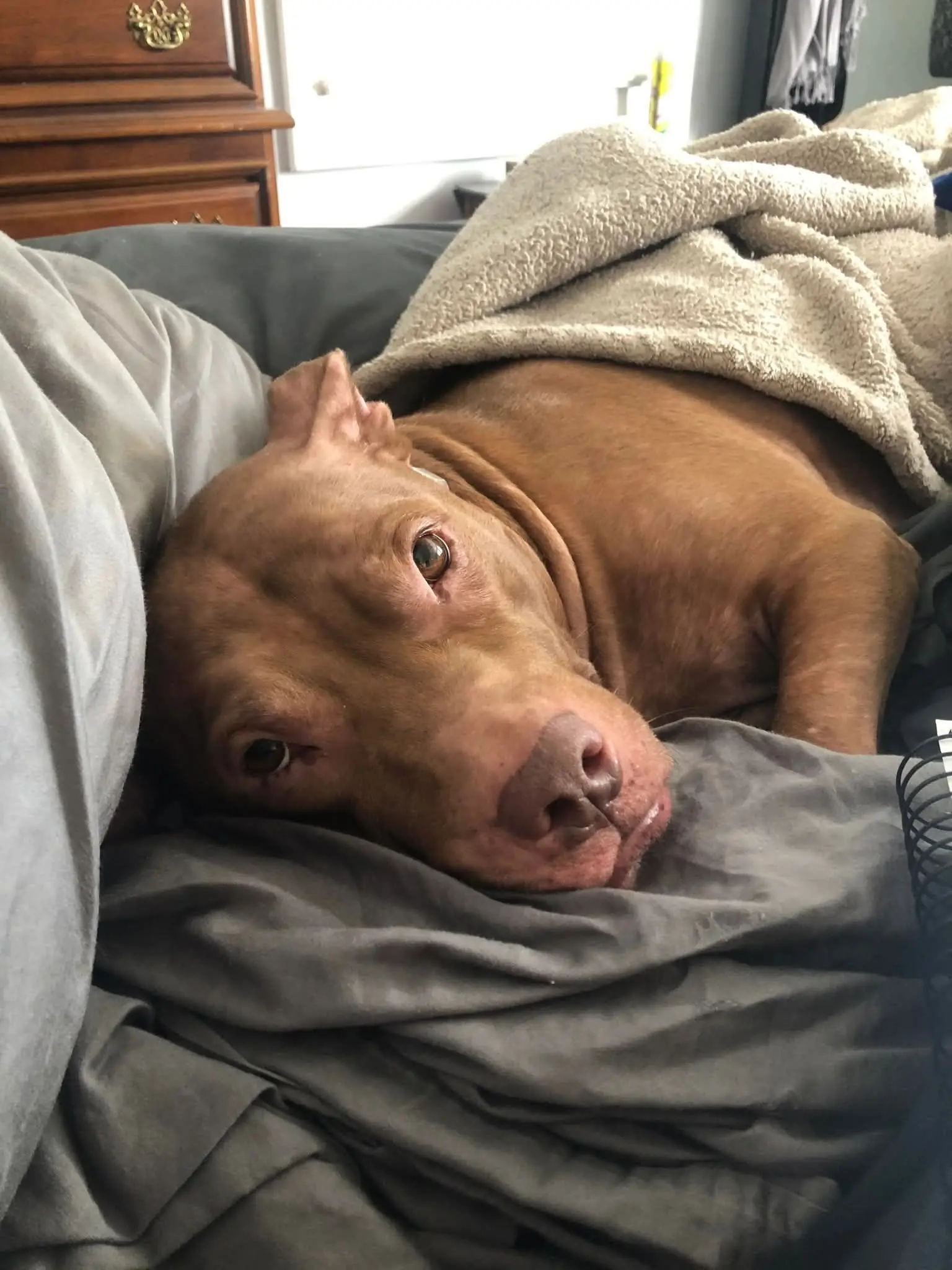 From Shelter to Home: How Stevie Stole Our Hearts in a Day