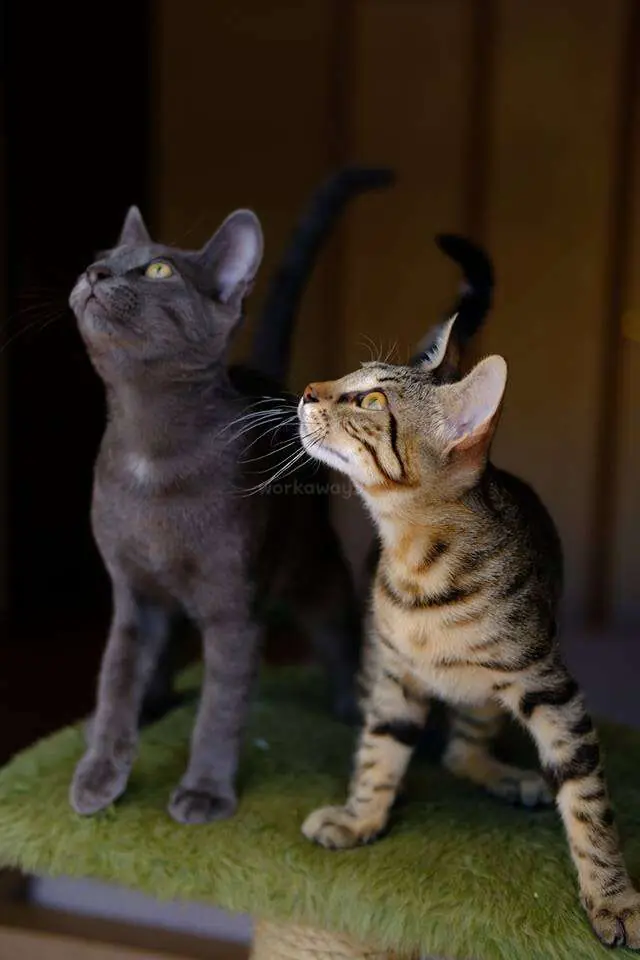 Greek Islands Offer Free Housing and Food in Exchange for Helping Care for Rescued Cats