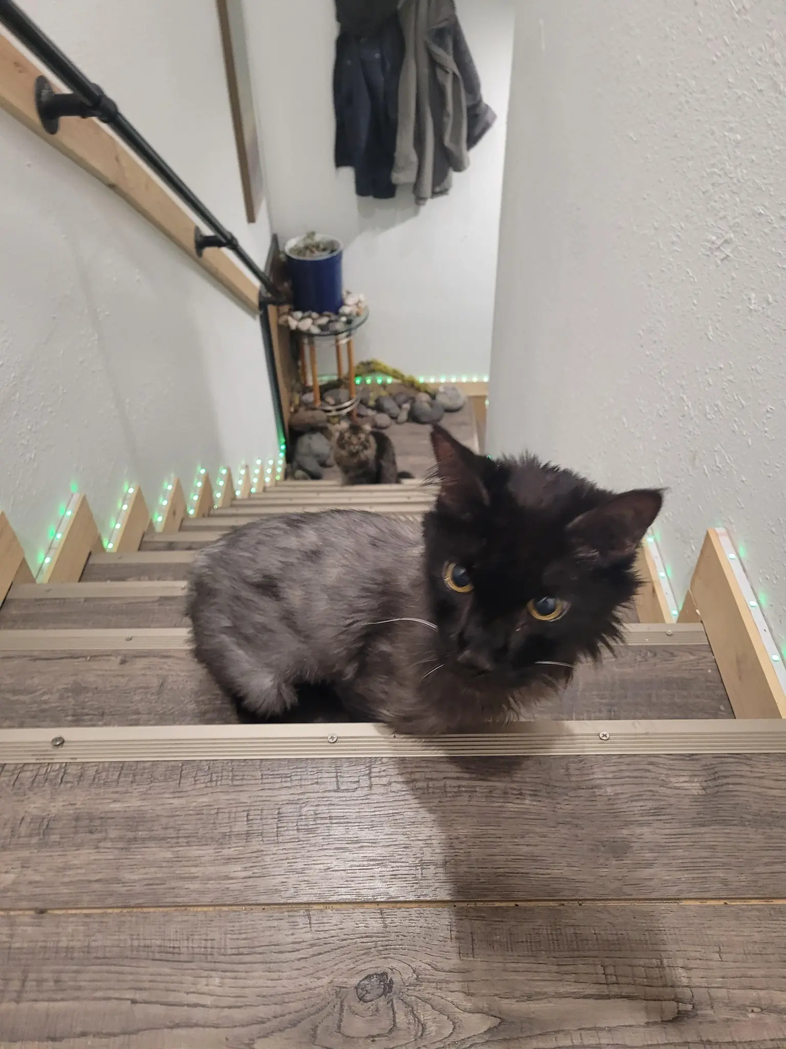 He Was Labeled “Senior, Special Needs”—I Saw a Second Chance