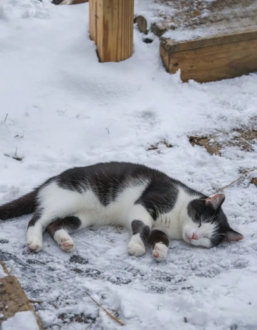 Frozen to the Ground, Luna Chose to Live—and to Love