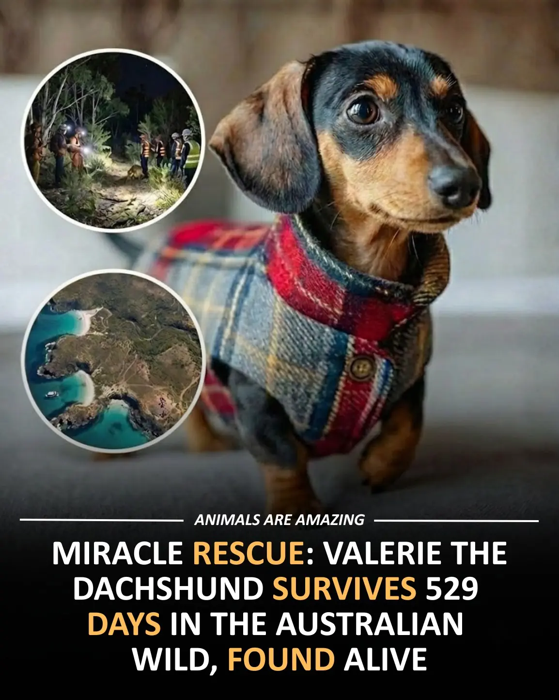 Miracle Rescue: Lost Dachshund Survives 529 Days and Is Found Alive on a Remote Island