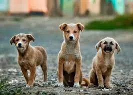 The World’s Oldest Dog Bobi Dies at 31, Leaving Behind a Legacy That Astonished the World