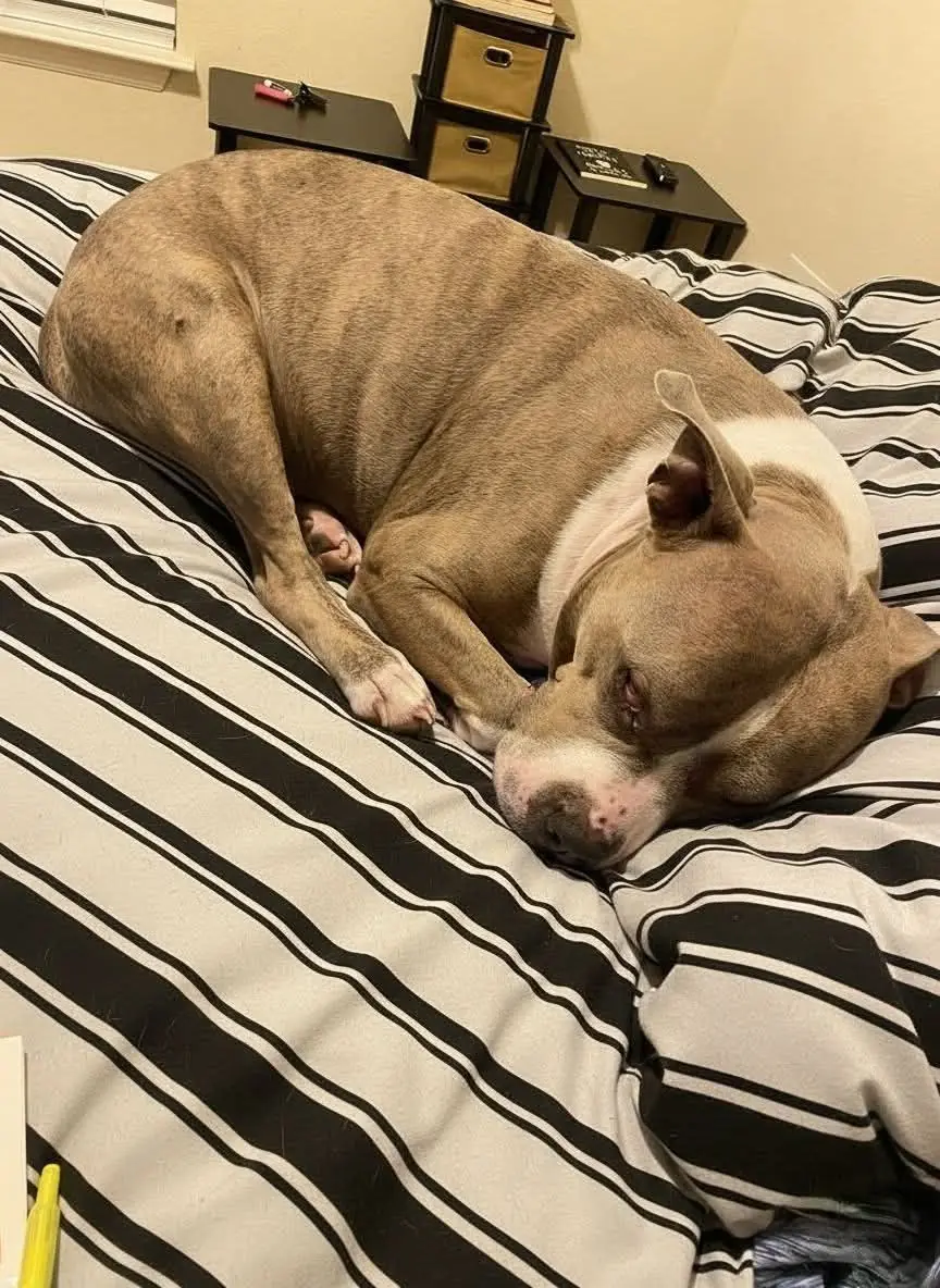 Left Behind, Still Loving: A Dog Who Refused to Give Up