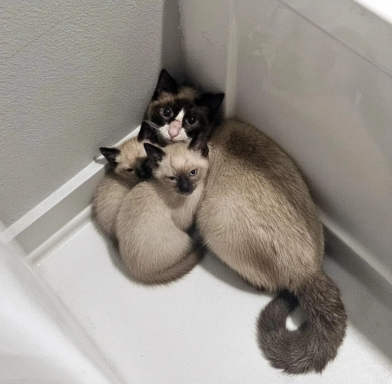 Not a “Chunky Cat,” But a Fierce Mama With a Promise