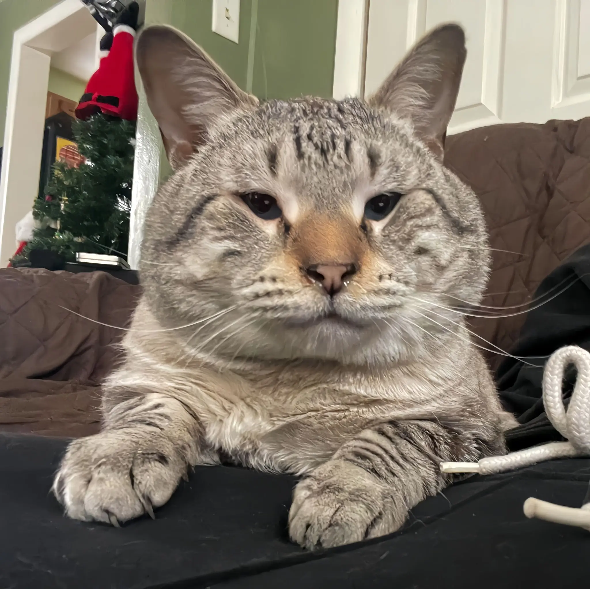 The House Came With a Cat—And He Stayed for My Heart