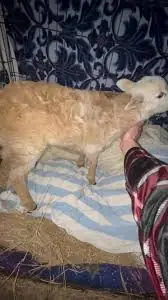 The Quiet Rescue of a Lamb Who Learned to Walk — and Trust — Again
