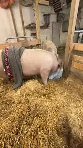 The Unlikely Friendship That Helped a Rescued Pig Find Confidence, Identity, and Ho