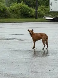 The Quiet Month It Took for One Woman to Teach a Terrified Dog What Safety Feels Like