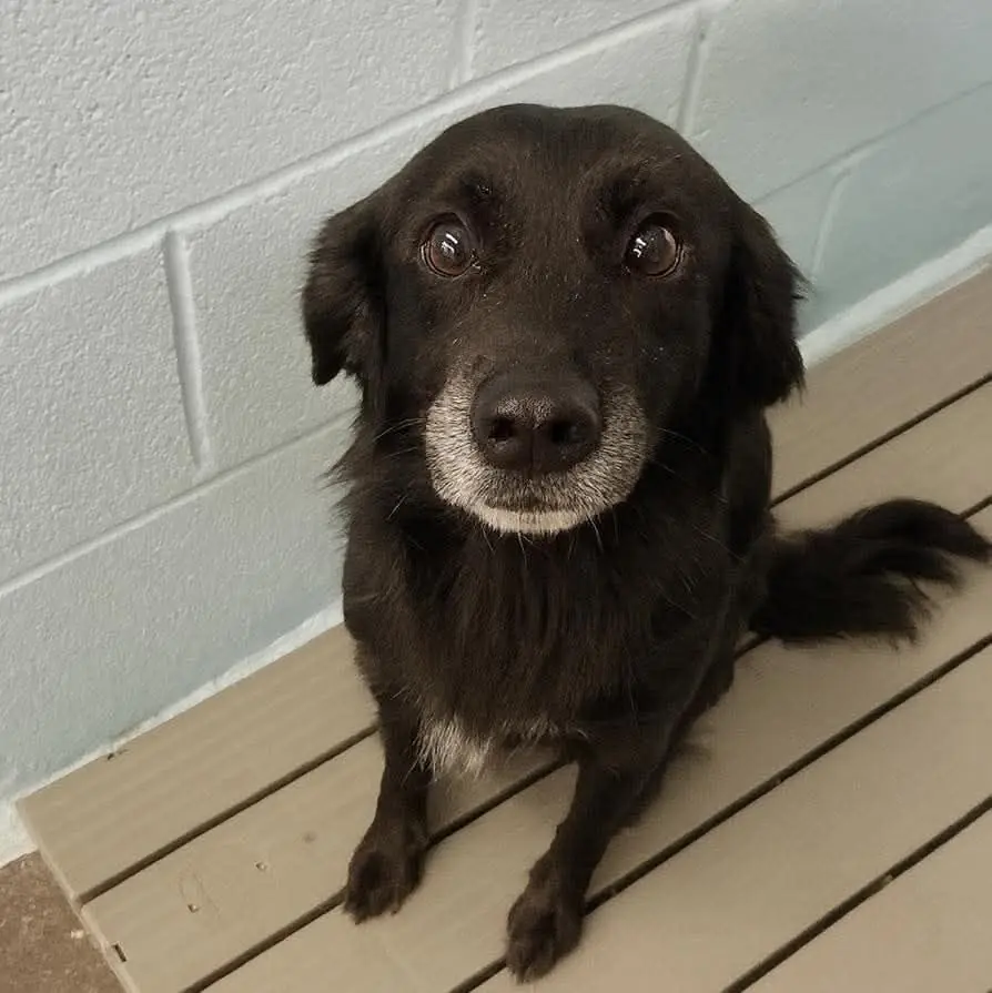 Tied Beneath a Sign That Said “Cruel”—Millie Deserved Better