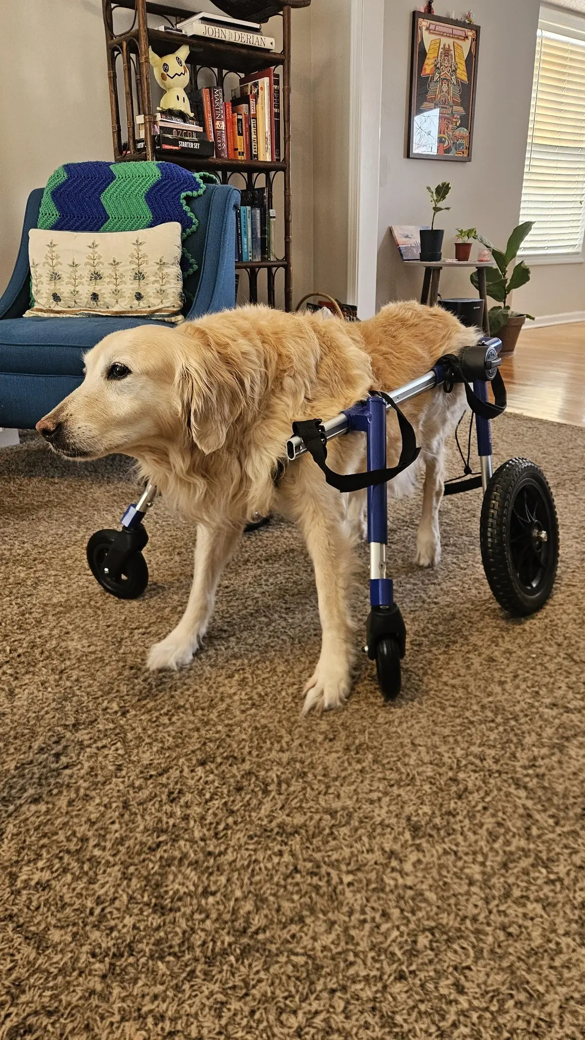 Nana: From Puppy Mill Survivor to Smiling Wheelchair Warrior