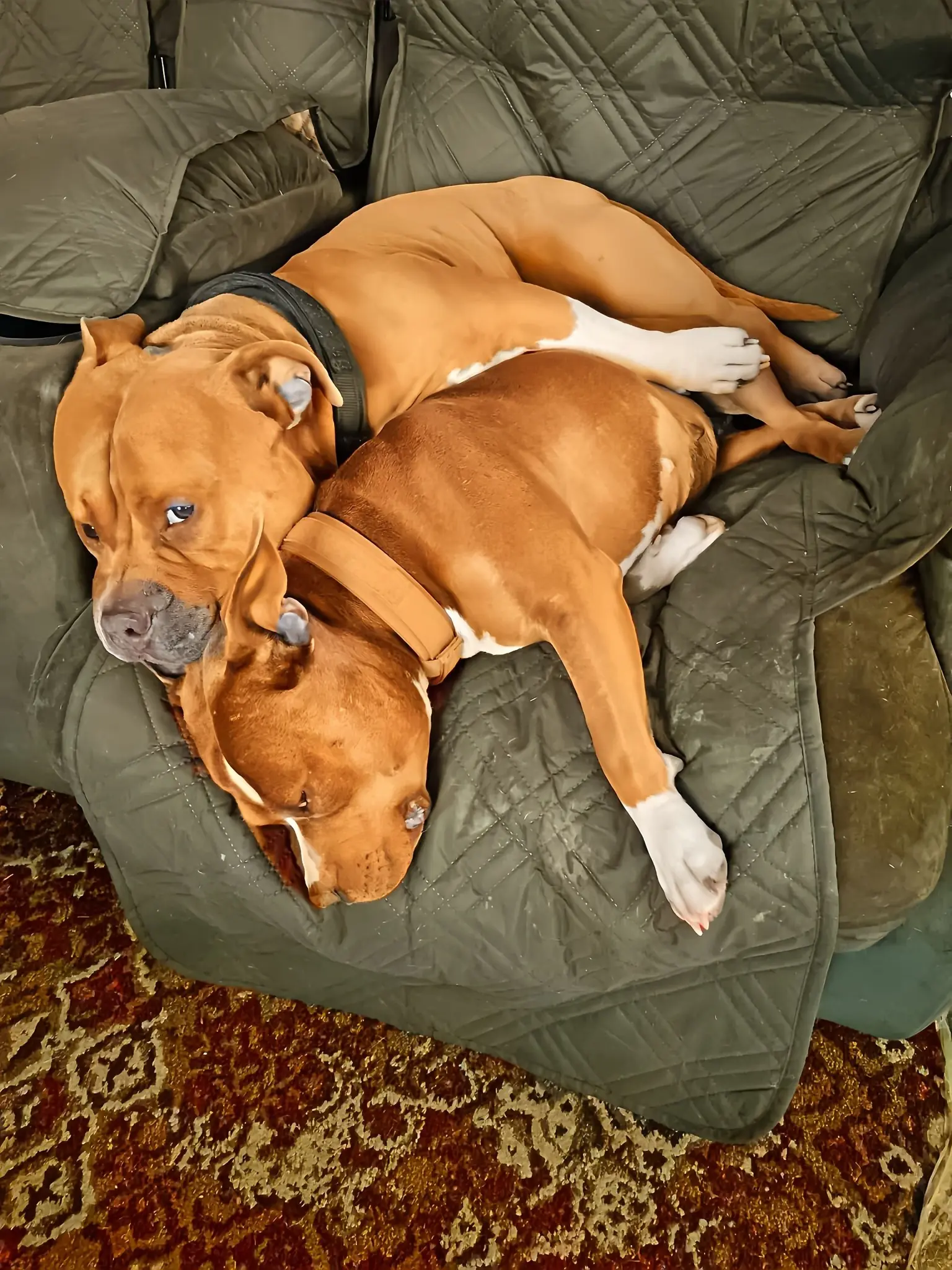 From Roadside Orphans to Forever Brothers