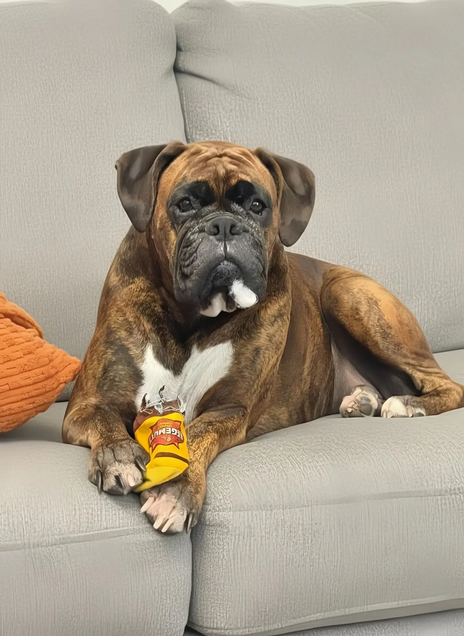 We Brought Walter Home to Say Goodbye—He Chose to Stay