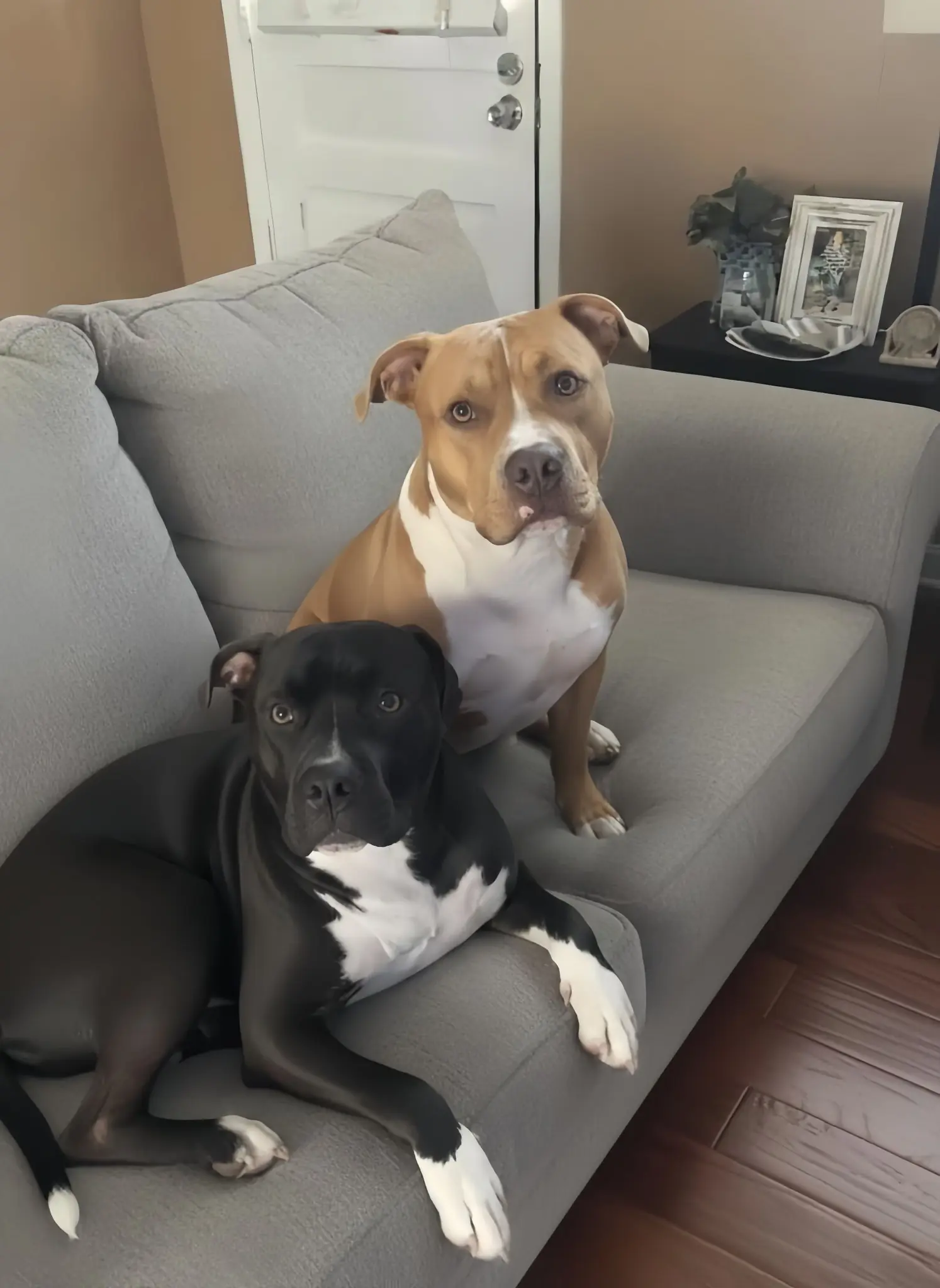 He Gave Me an Ultimatum—I Chose the Dogs