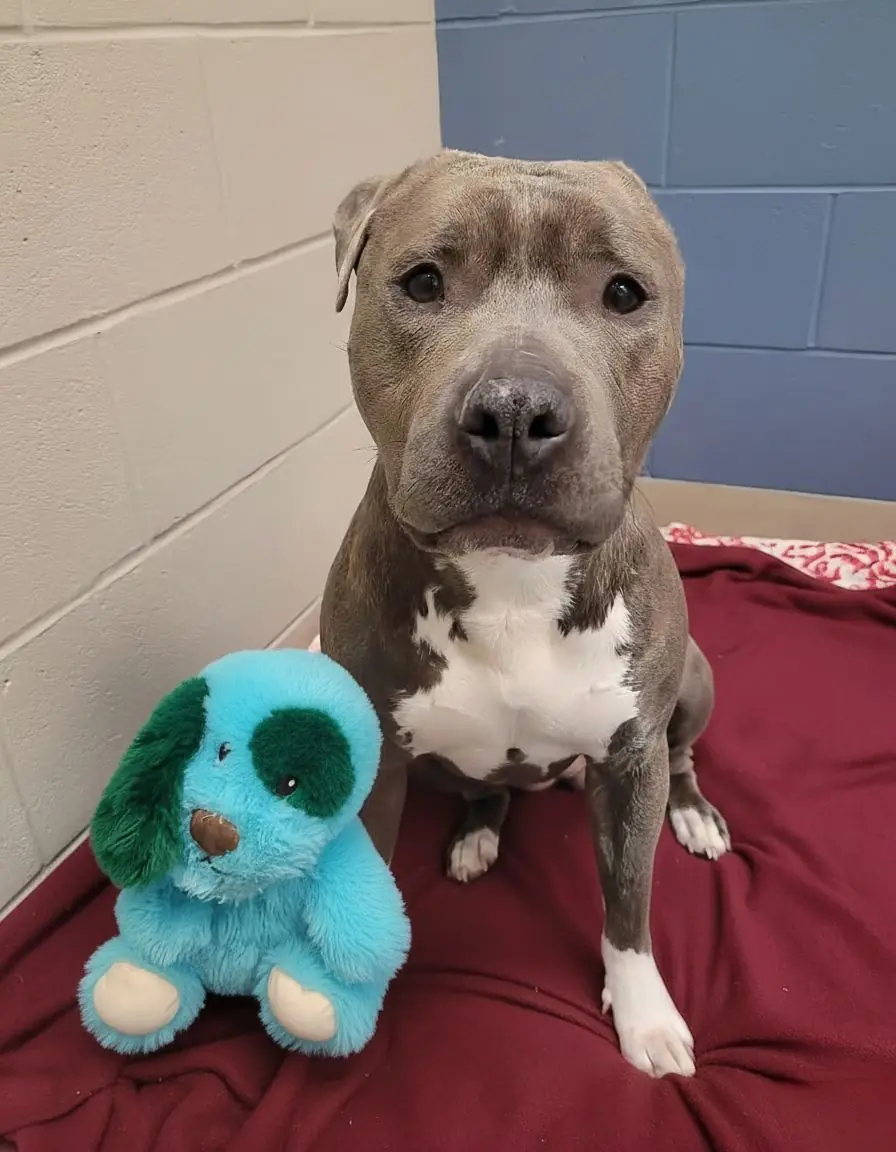 Bruno: The One-Eared Dog Who Found His Perfect Match