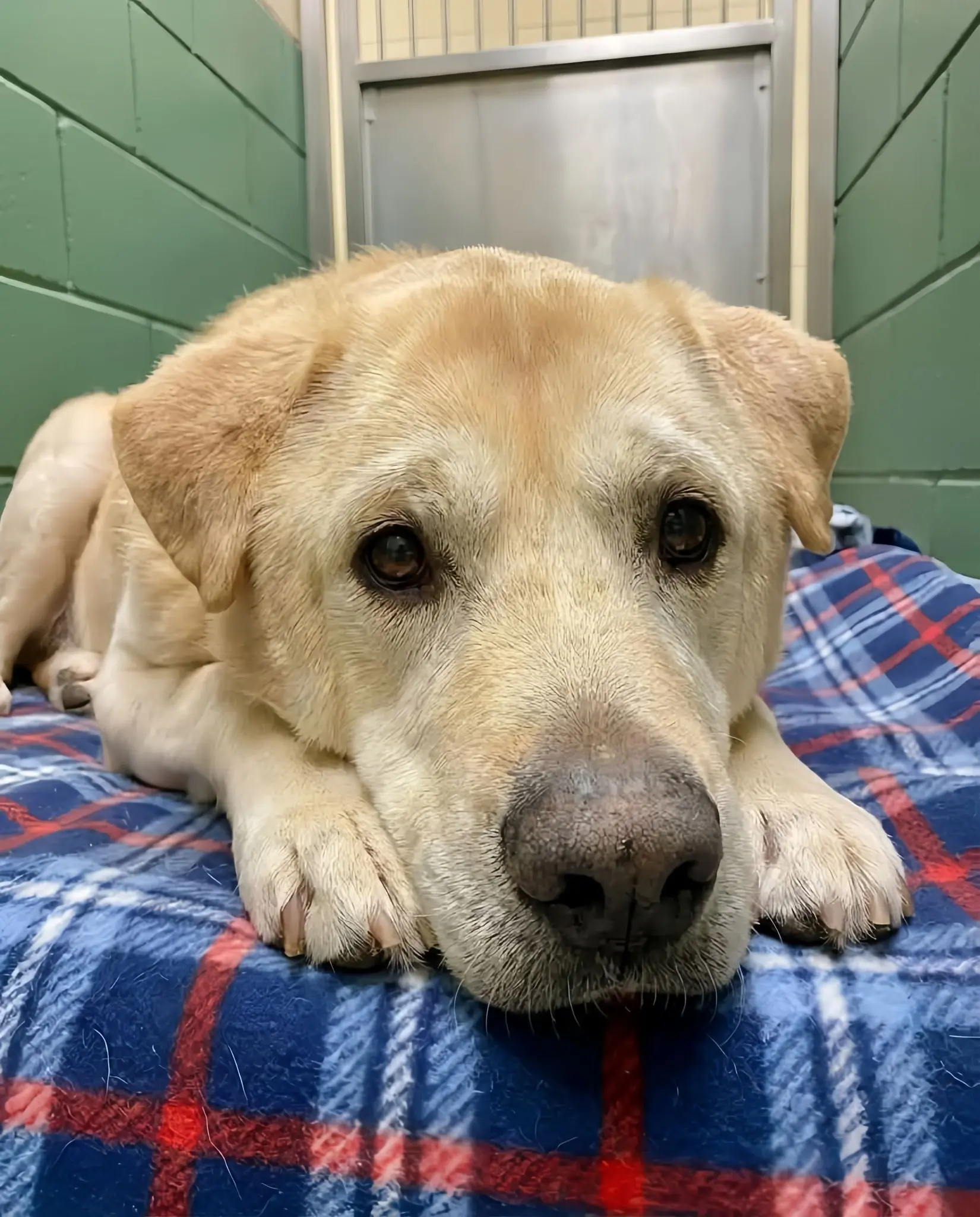 Seven Goodbyes, Still Waiting for His Forever