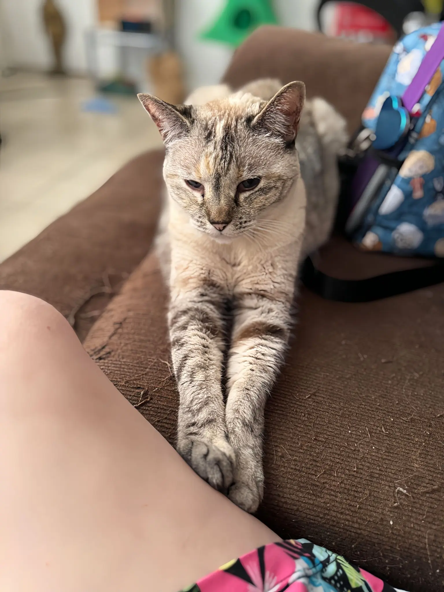 He Chose My Lap—And Found His Forever Home