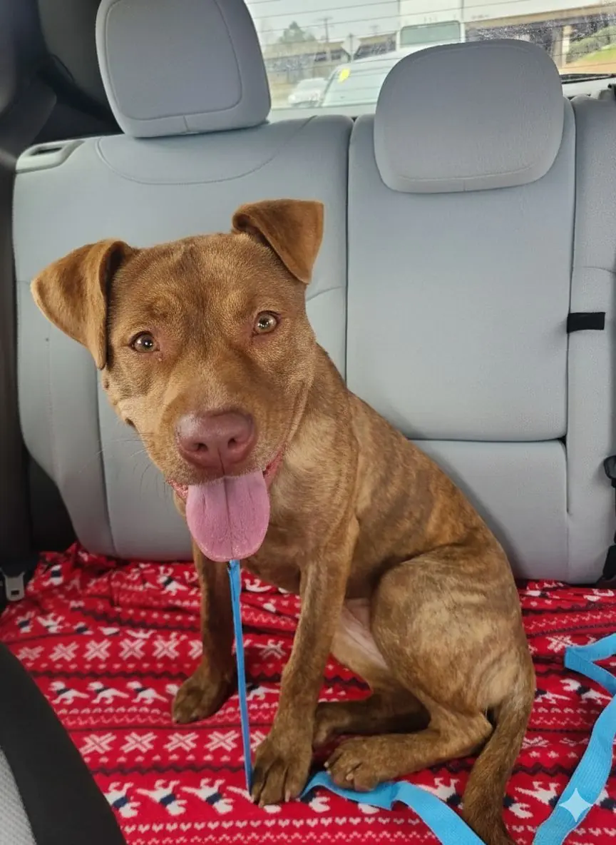 245 Days Later: Her Ride to Forever Home