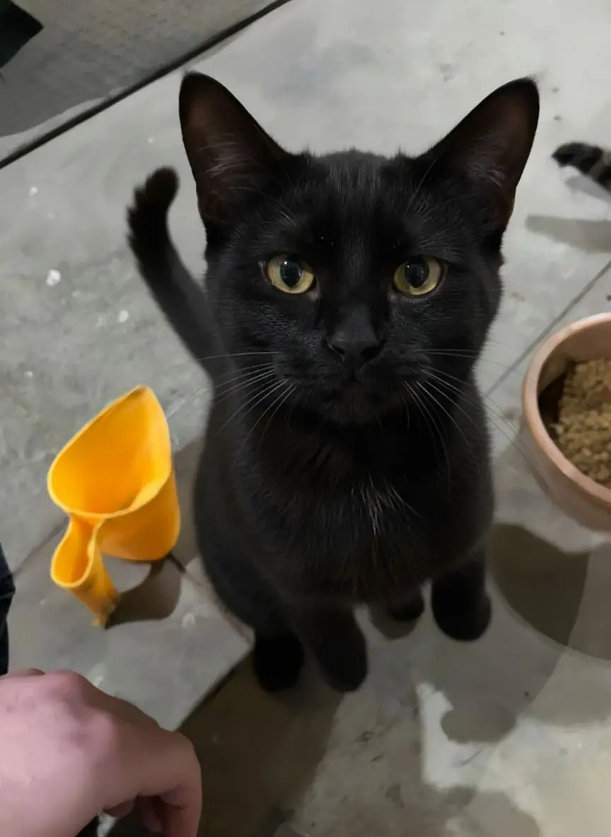 He showed up uninvited—now he runs the garage.