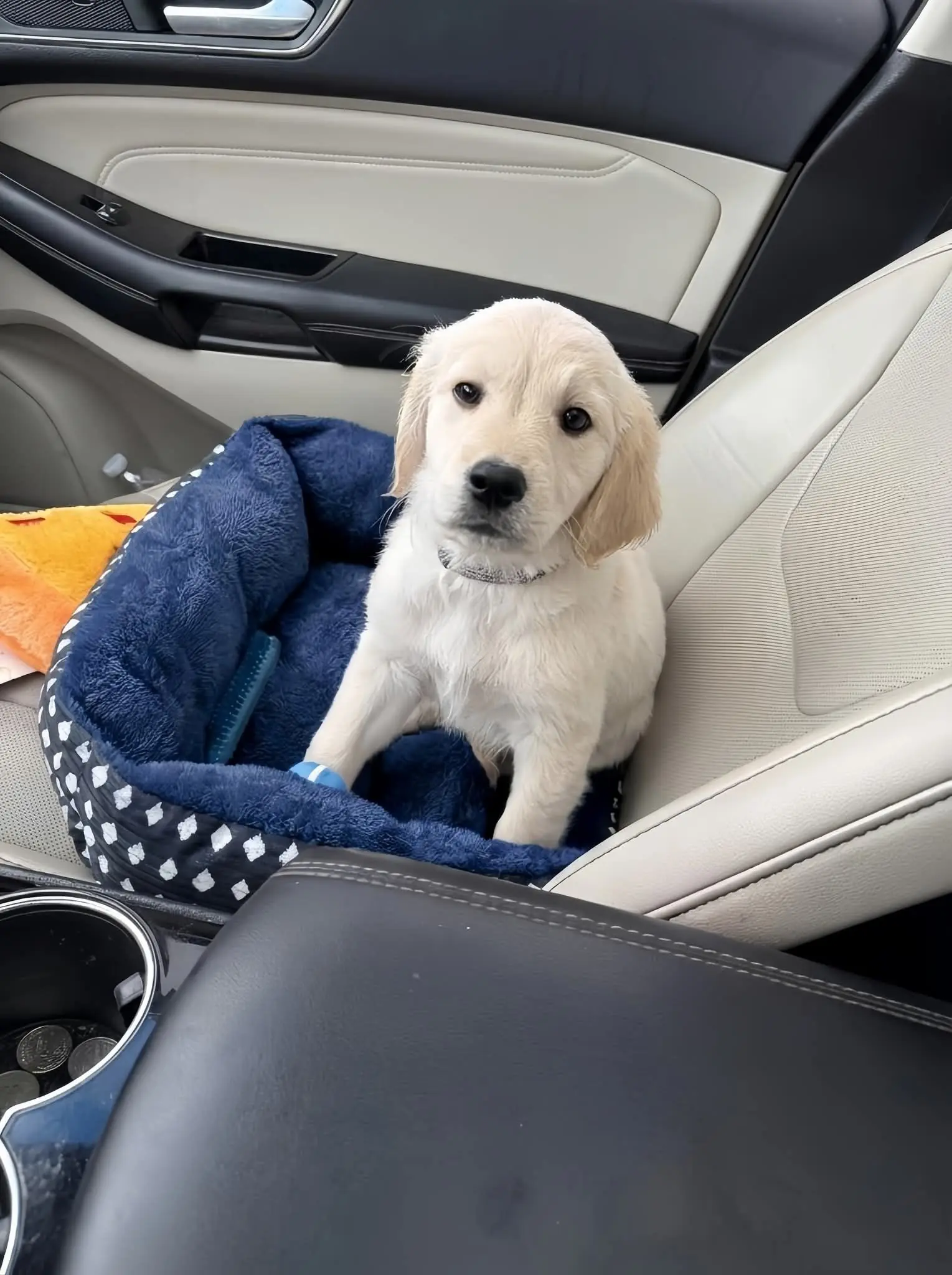 We Went “Just to Look” — And Found Our Christmas Miracle