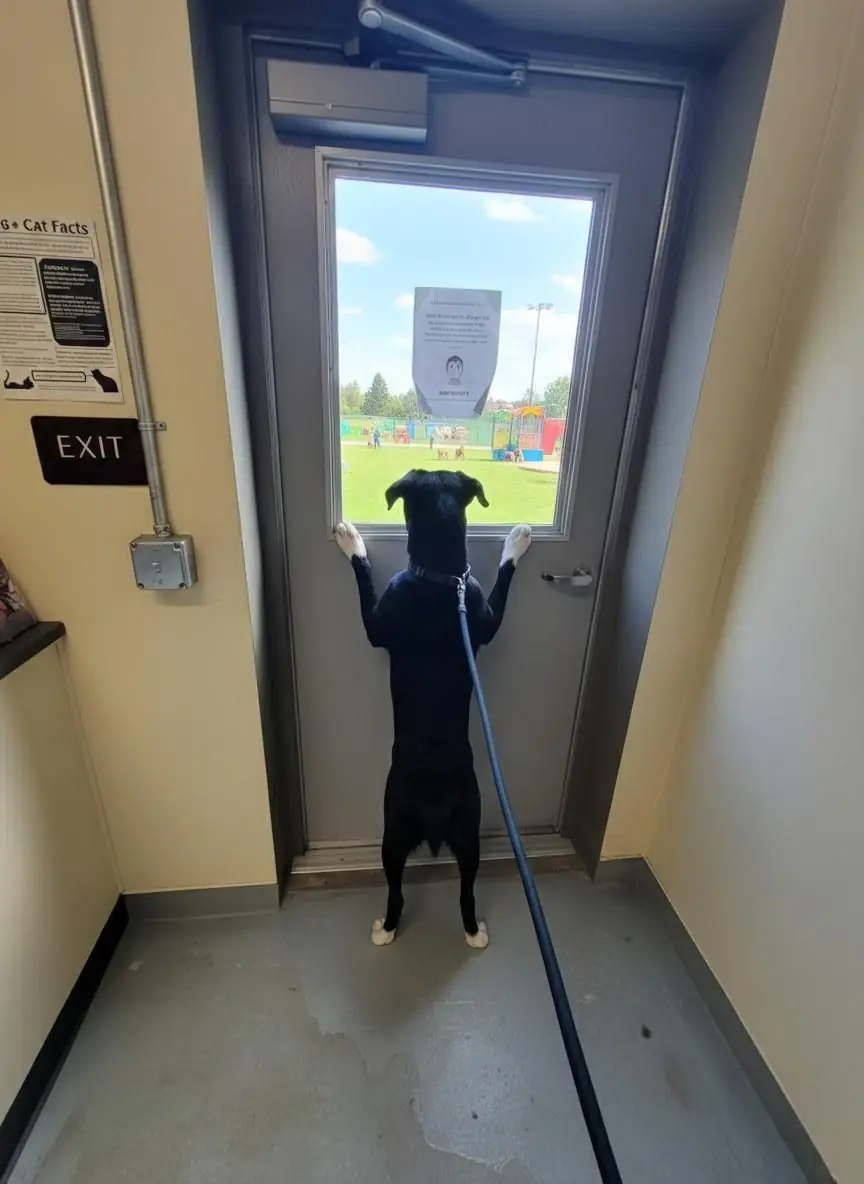 He Watched Them Leave — And Kept Waiting Anyway