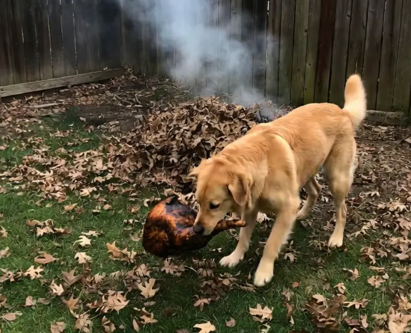 Our dog stole the thanksgiving turkey but somehow saved the day