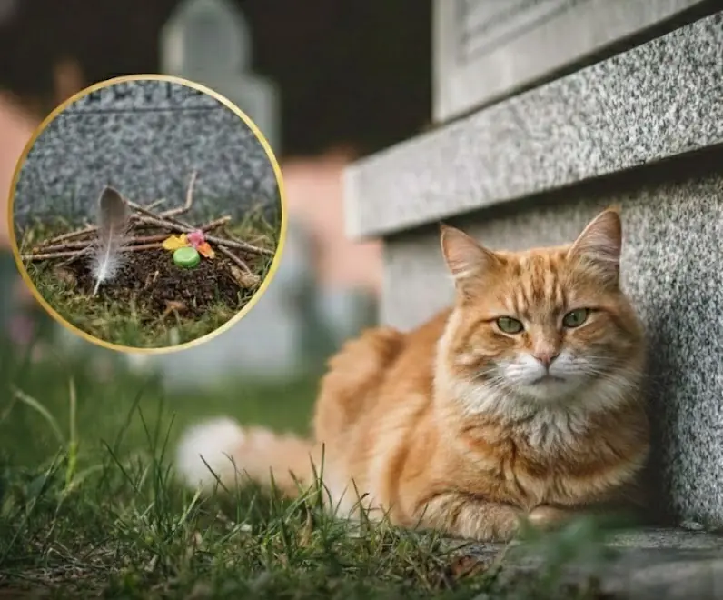 Grieving Cat Returns to Owner’s Grave With “Gifts” for Over a Year