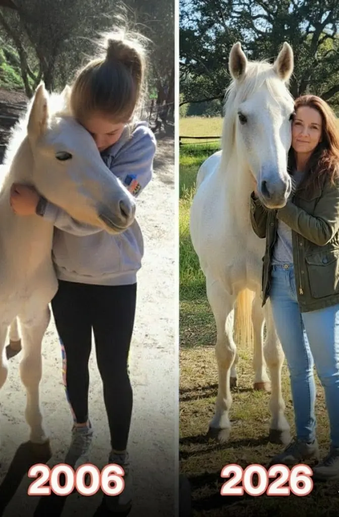 My Husband Sold My Horse While I Was Away — 20 Years Later, Fate Brought Him Back to Me