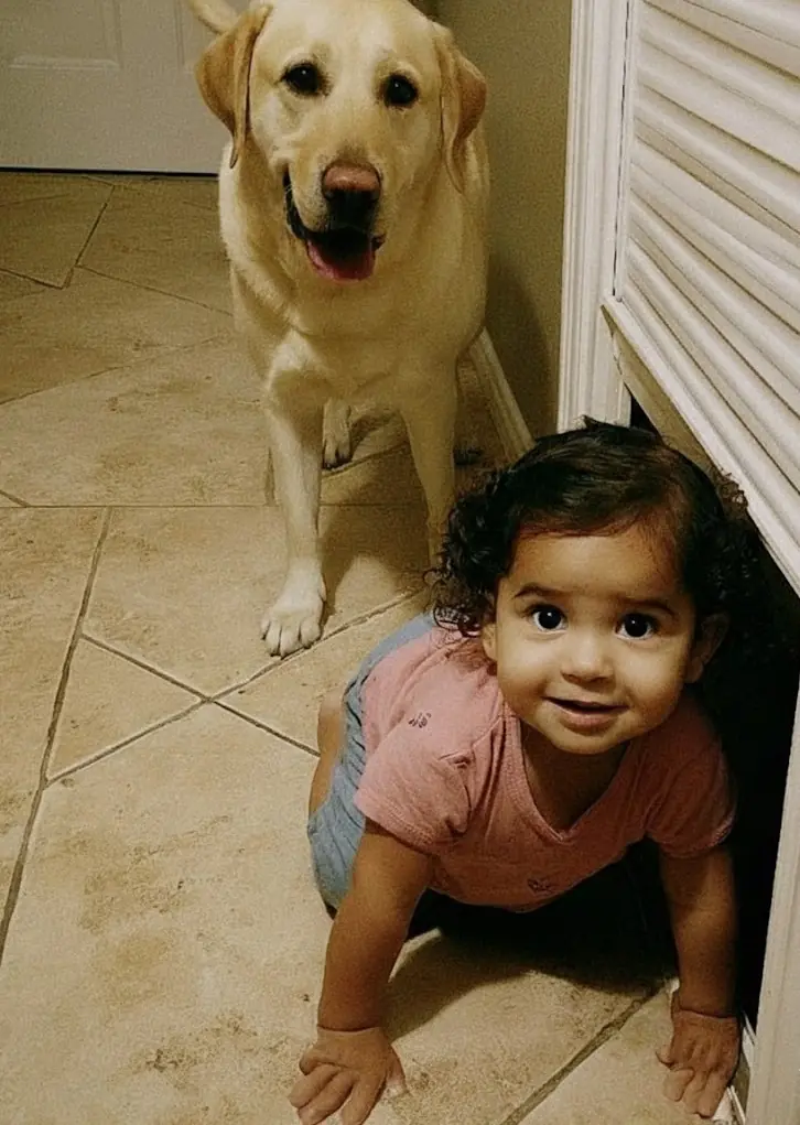 Family Dog Becomes Unexpected Guardian of a Toddler, Touching Hearts Online