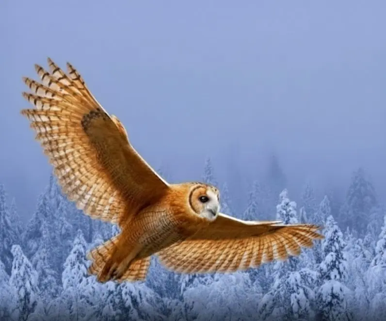 Rare Orange Snowy Owl Spotted in Michigan, Stunning Bird Experts Worldwide