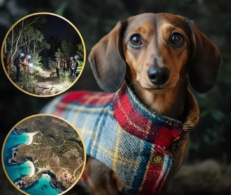 Lost for 529 Days, Dachshund Found Alive in Australian Wilderness