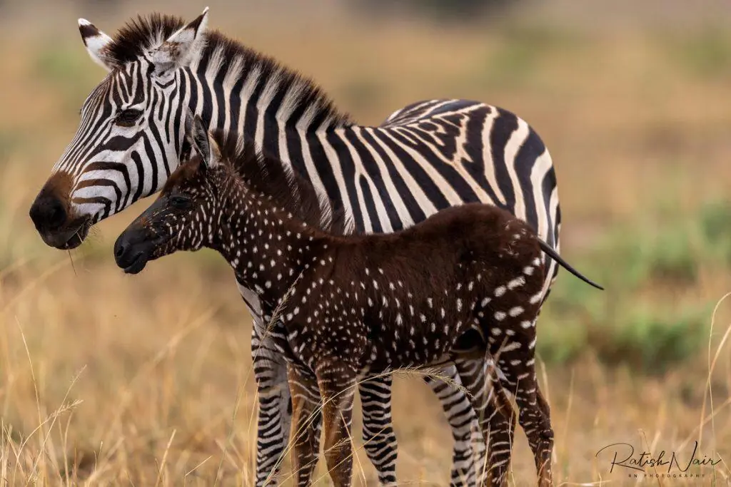 Rare Polka-Dot Zebra Spotted in Kenya Leaves Wildlife Experts Astonished