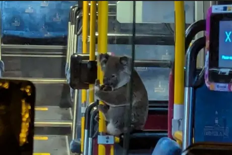 Curious Koala Climbs Onto Australian Bus and Takes an Unexpected Ride